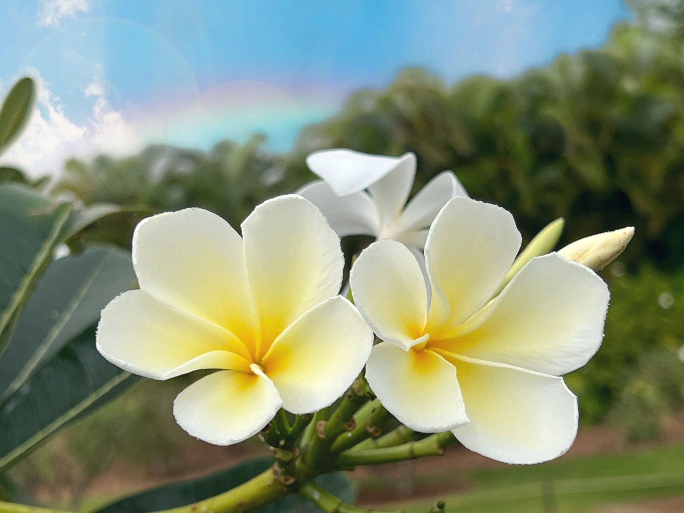 可愛いプルメリア