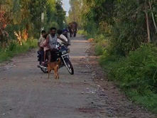 बिजनौर: वन से निकलकर सड़क पर आया हाथी, राहगीरों में मची अफरातफरी