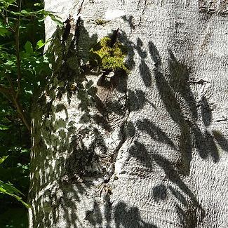 DSC04286 1 15p100.jpg