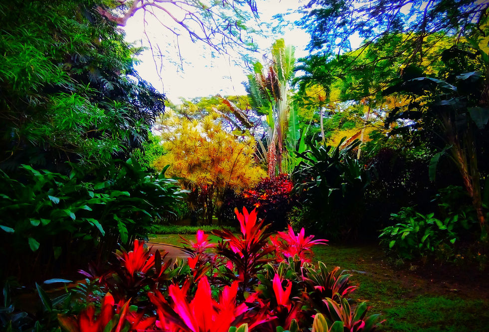 Cordyline__2023_Copyright_Eric_SERAFINI