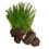 Thumbnail: GROW YOUR OWN HAIRY BEAVER