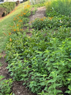 Govans Gardens