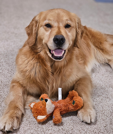 Gidget Glaciers Little Girl With Big Ideas Best of Opposite