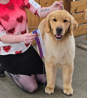 Kit Country Goldens Everything You Need golden retriever smile