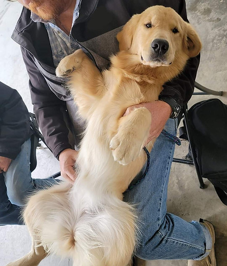 Tipsy hanging out at the dog show