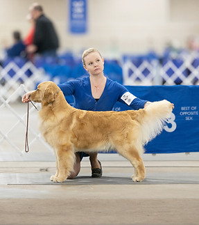 Sparkle Aragon Born To Sparkle golden retriever show dog