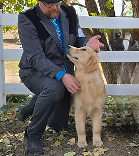 Roxy Country Goldens You Set My World On Fire show dog golden retriever