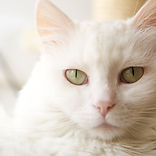 White Cat_edited.jpg