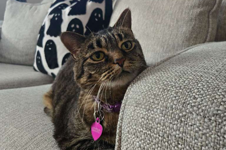 Cat Sitting vs. Boarding: Which Is Right for Your Cat?