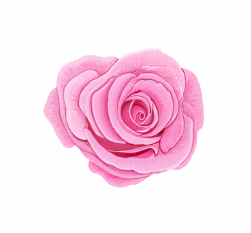 Pink Rose Digital Illustration