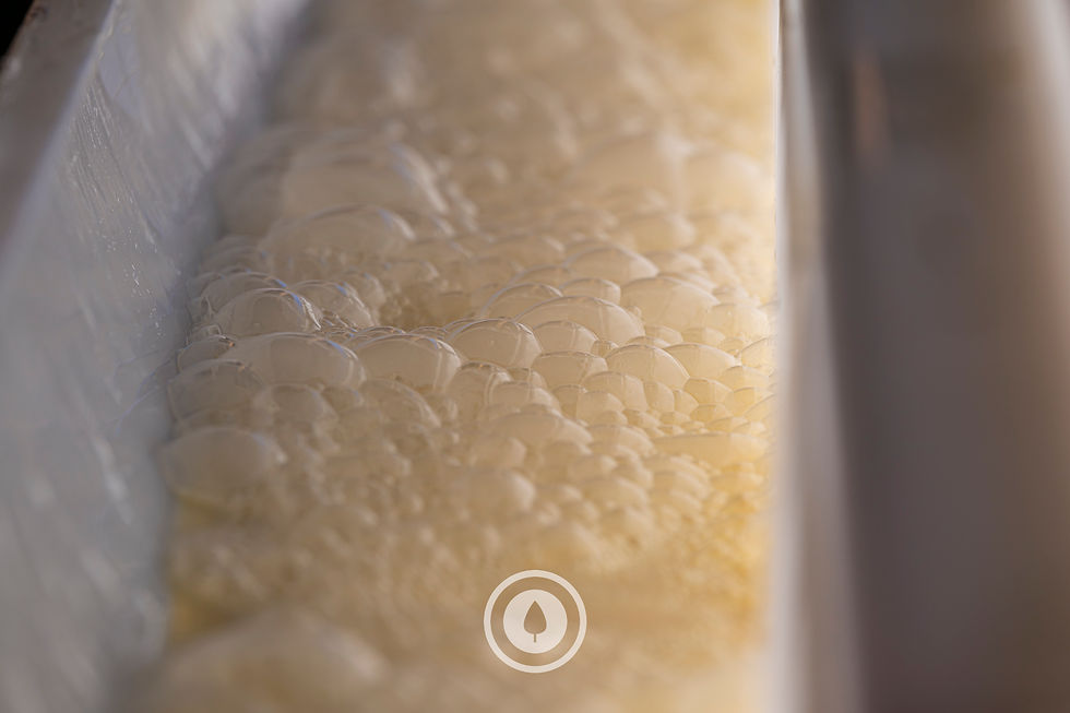 Colostrum in the Calf Feeder