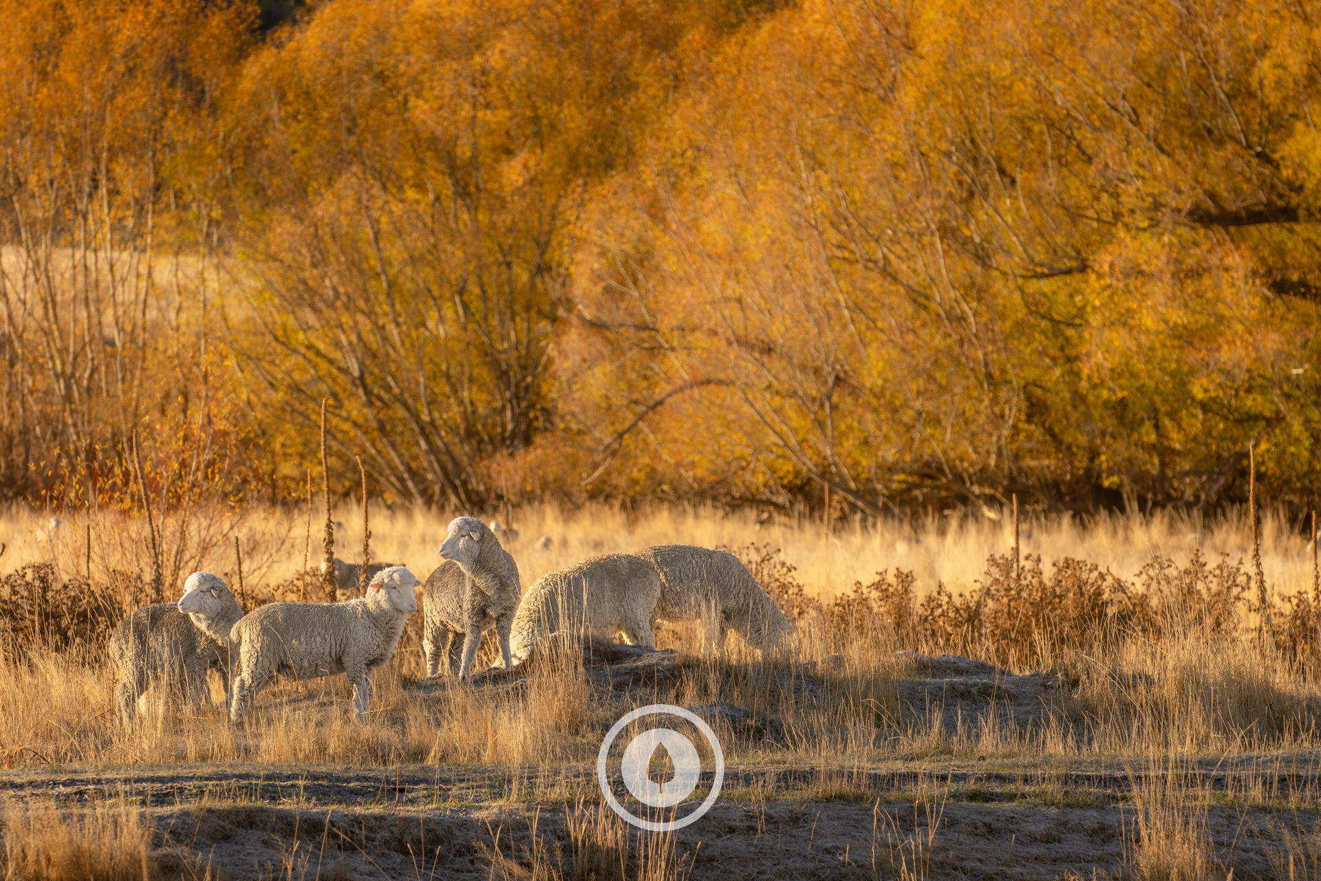 Autumn Colours Afire