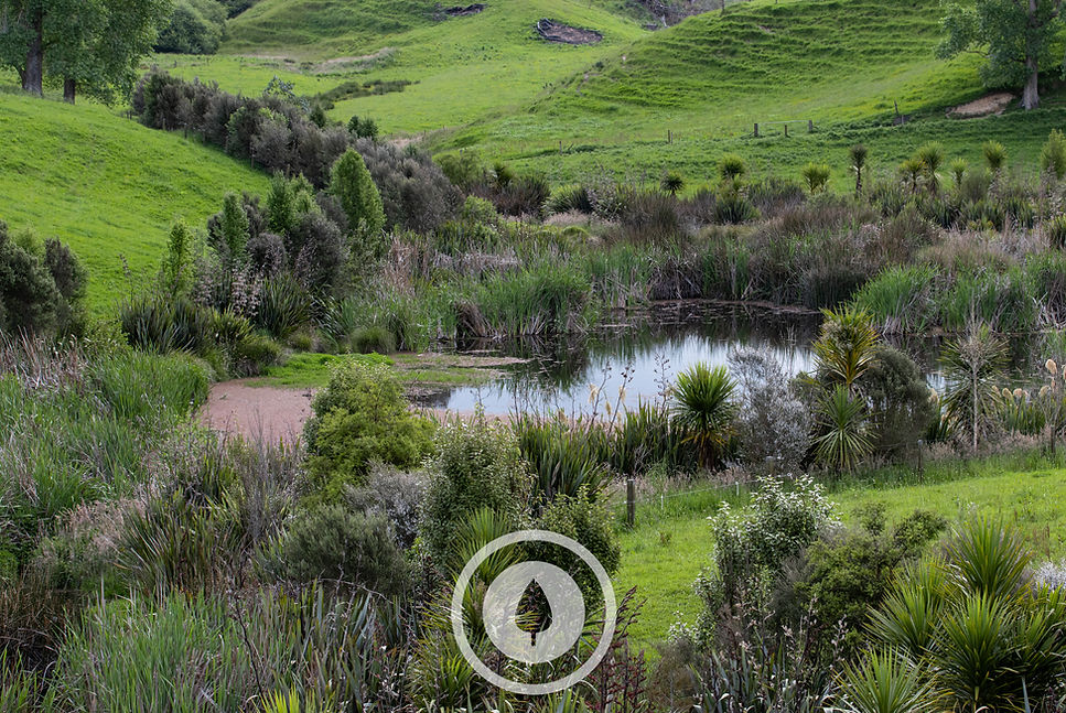 Riparian Oasis