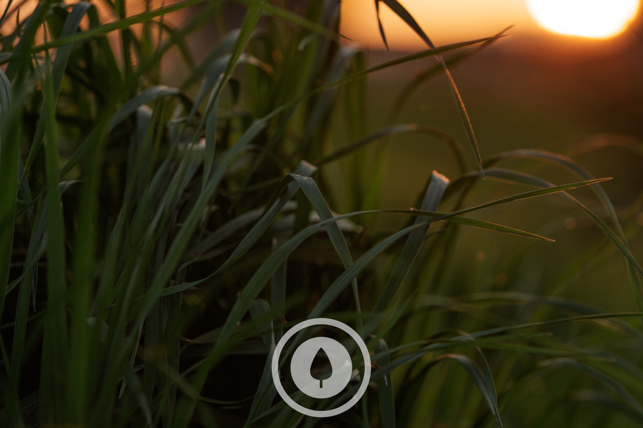 Evening Spring Pasture