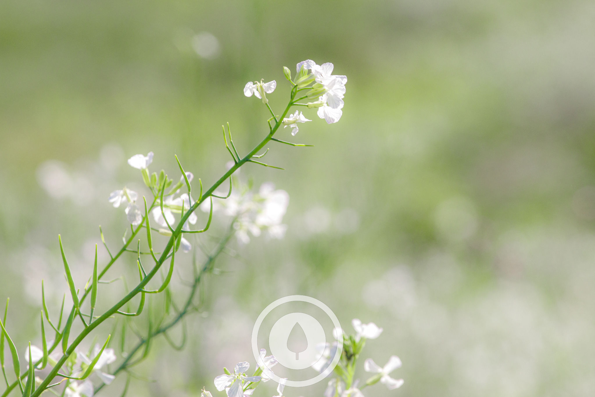 Flowering White Raddish