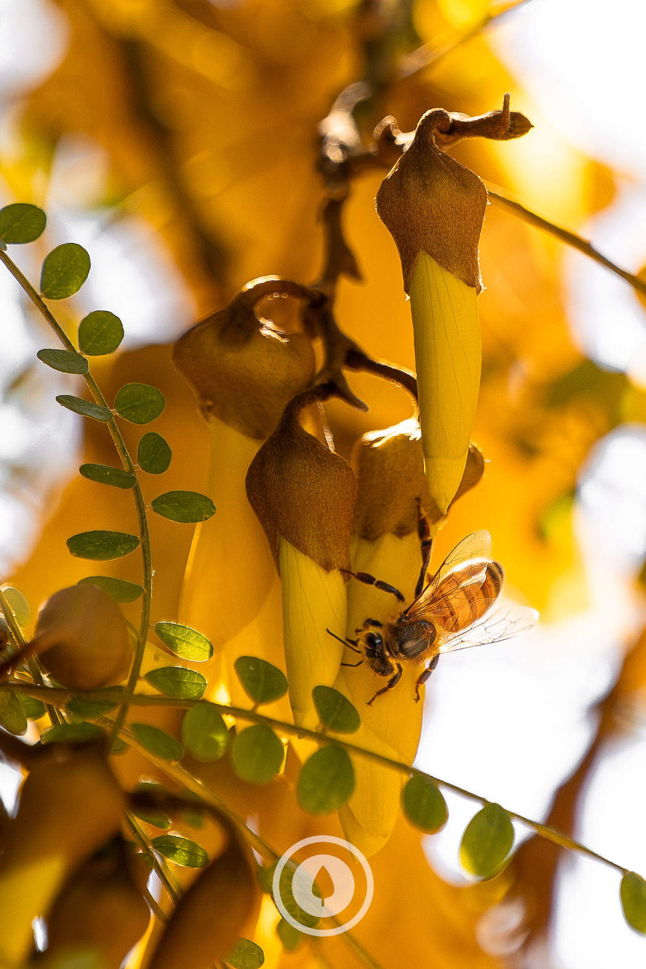 Kōwhai Honeybee