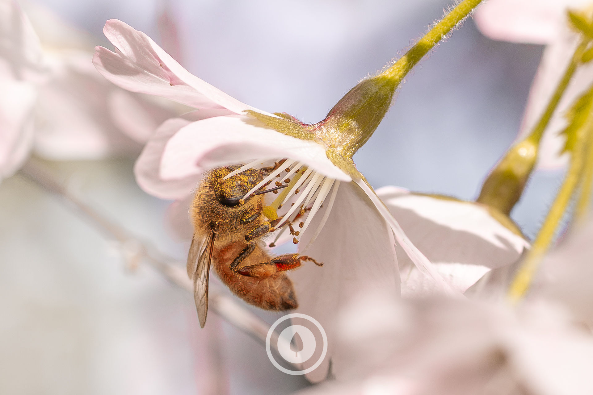 Spring Honeybee