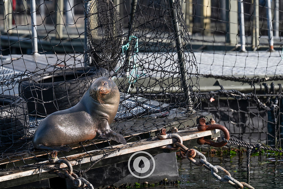 Salmon Farm Holiday