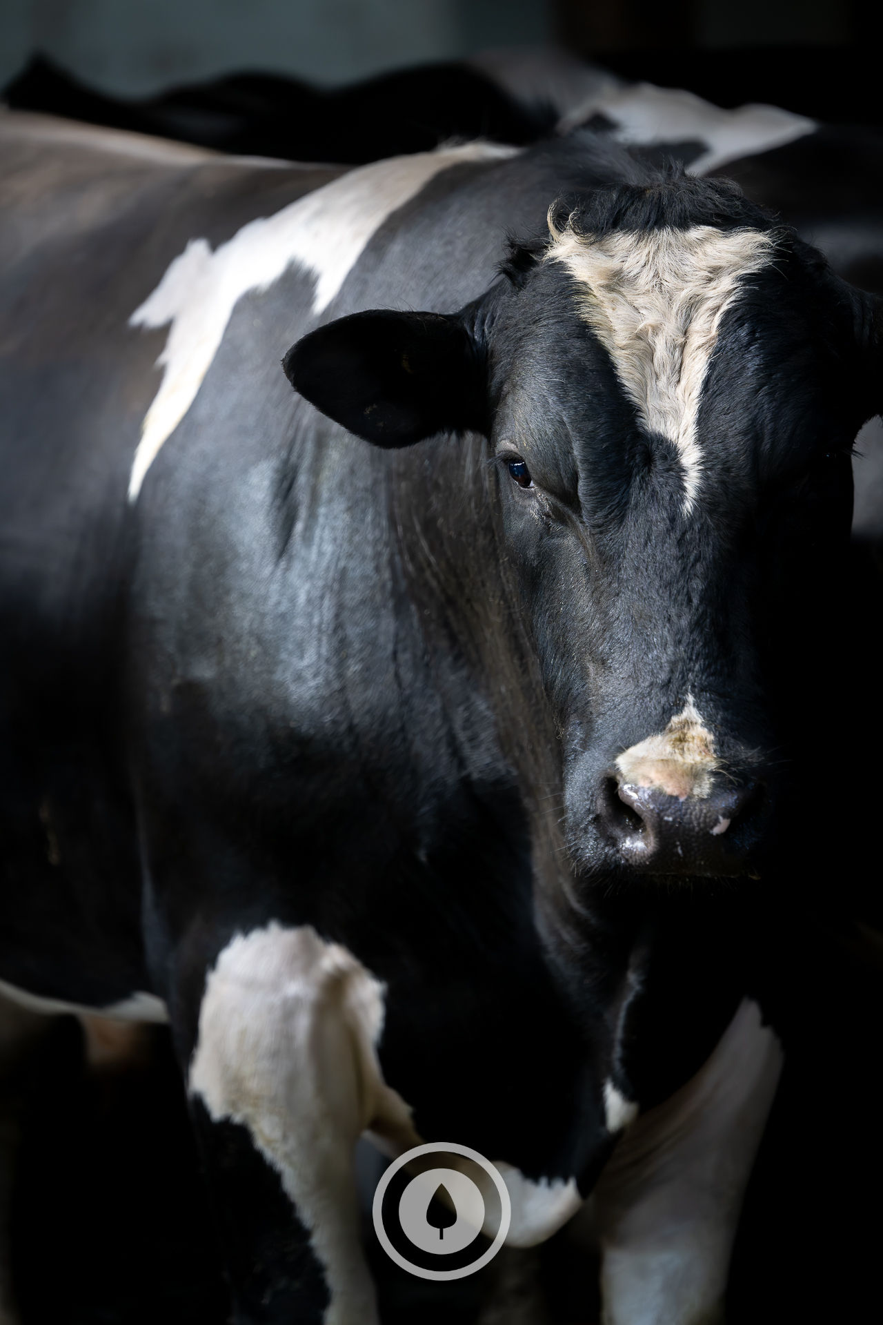Sculptured Friesian Bull