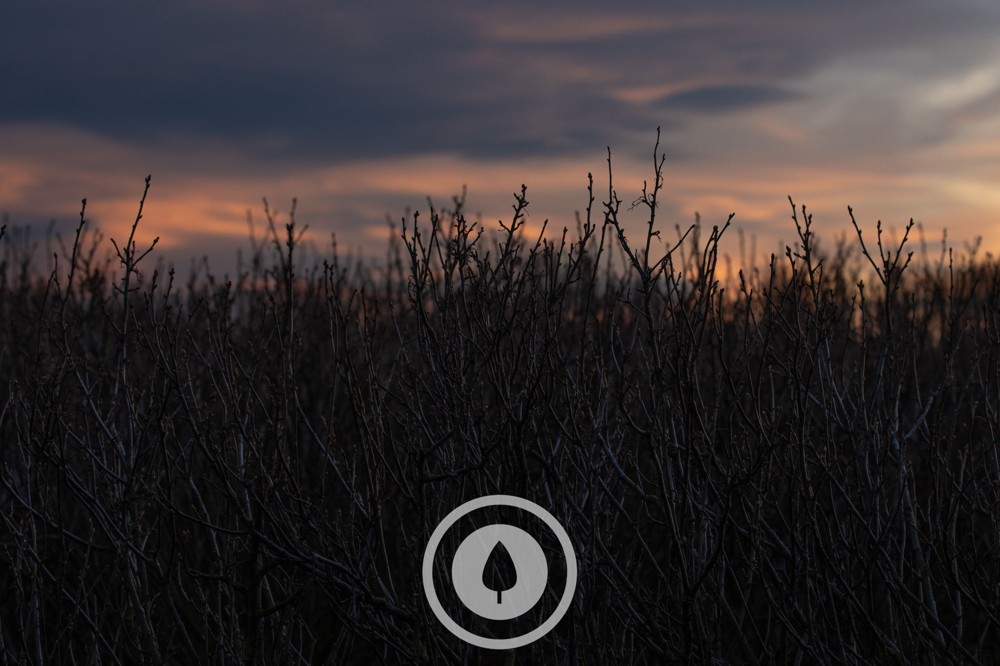 Dormant Blackcurrant Bushes