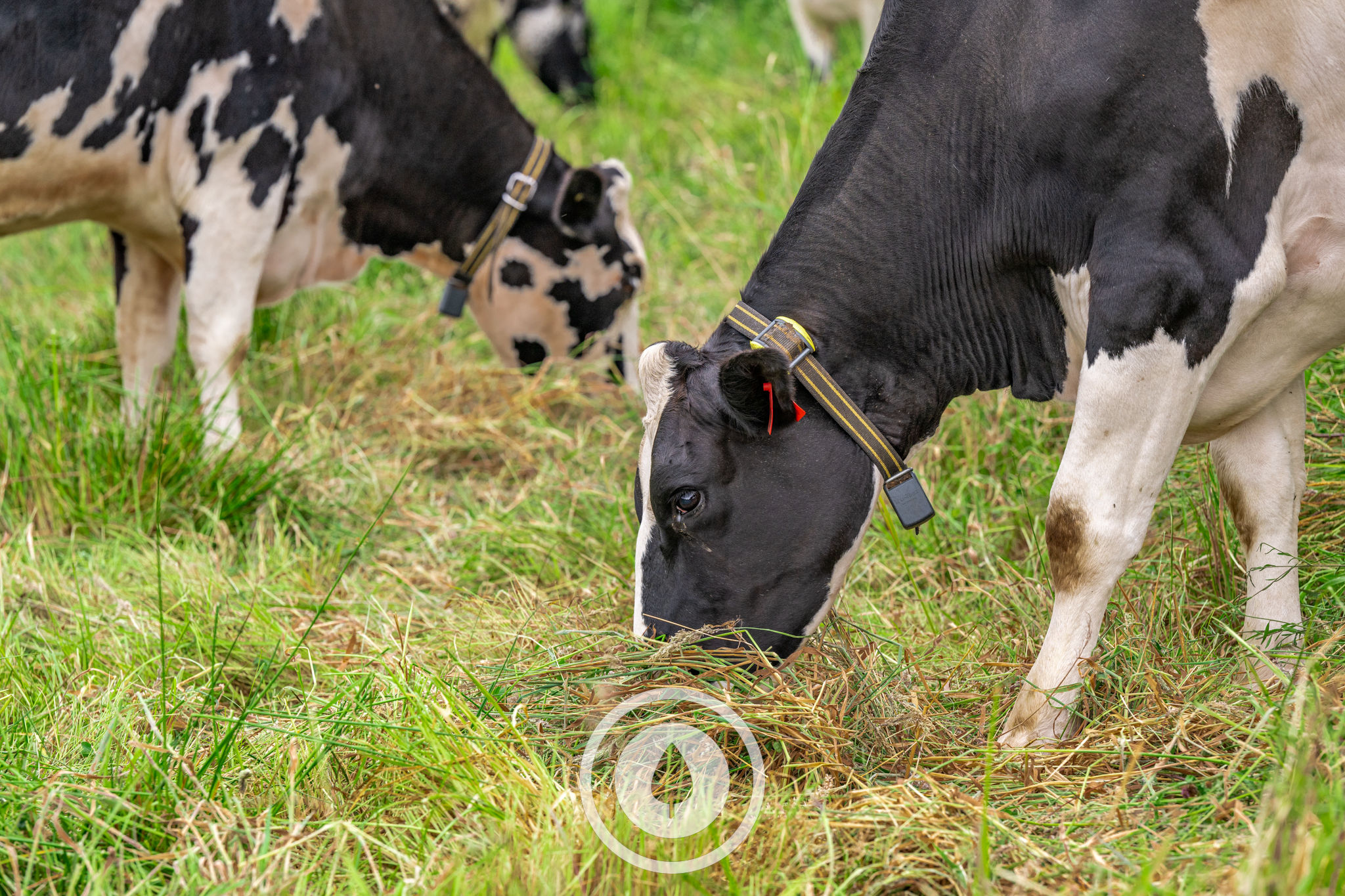 Collared Dairy Grazing