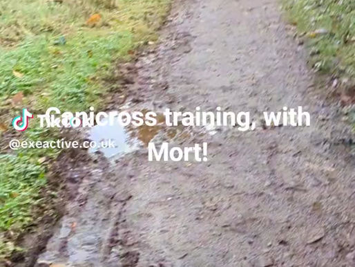 Training for Canicross with my working cocker Morty - running 10k Tiverton