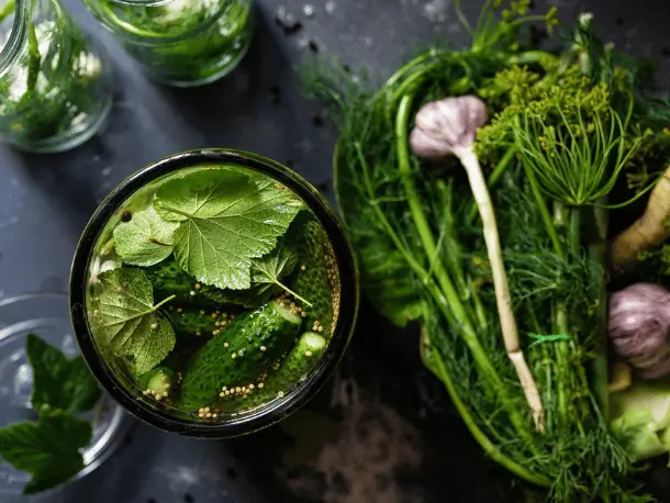 Probiotische Lebensmittel Eingelegte Gurken mit Dill 