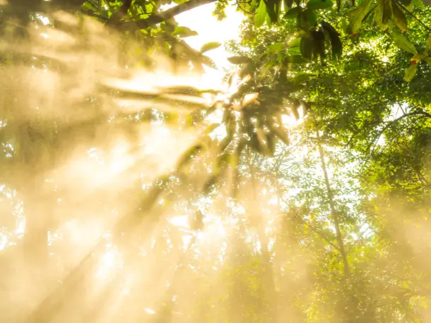 Tageslicht in Bäumen