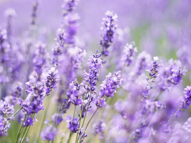 Lavendel