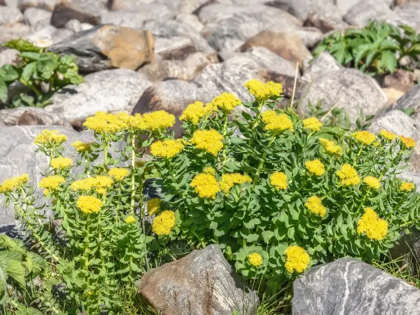 Rosenwurze Pflanze auf Stein