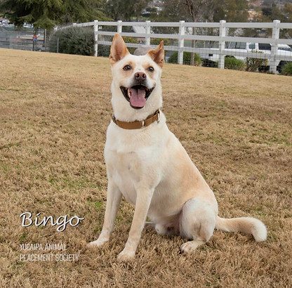 Bingo_sitting_outside_2025Feb14_copy-768x768.jpeg