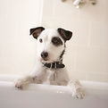 Having a Bath_edited.jpg