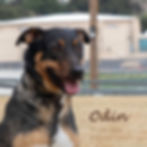 Odin