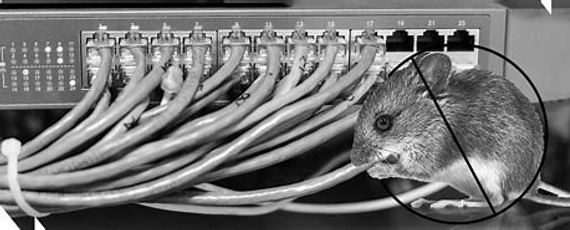 Rodent repellent cables and wires