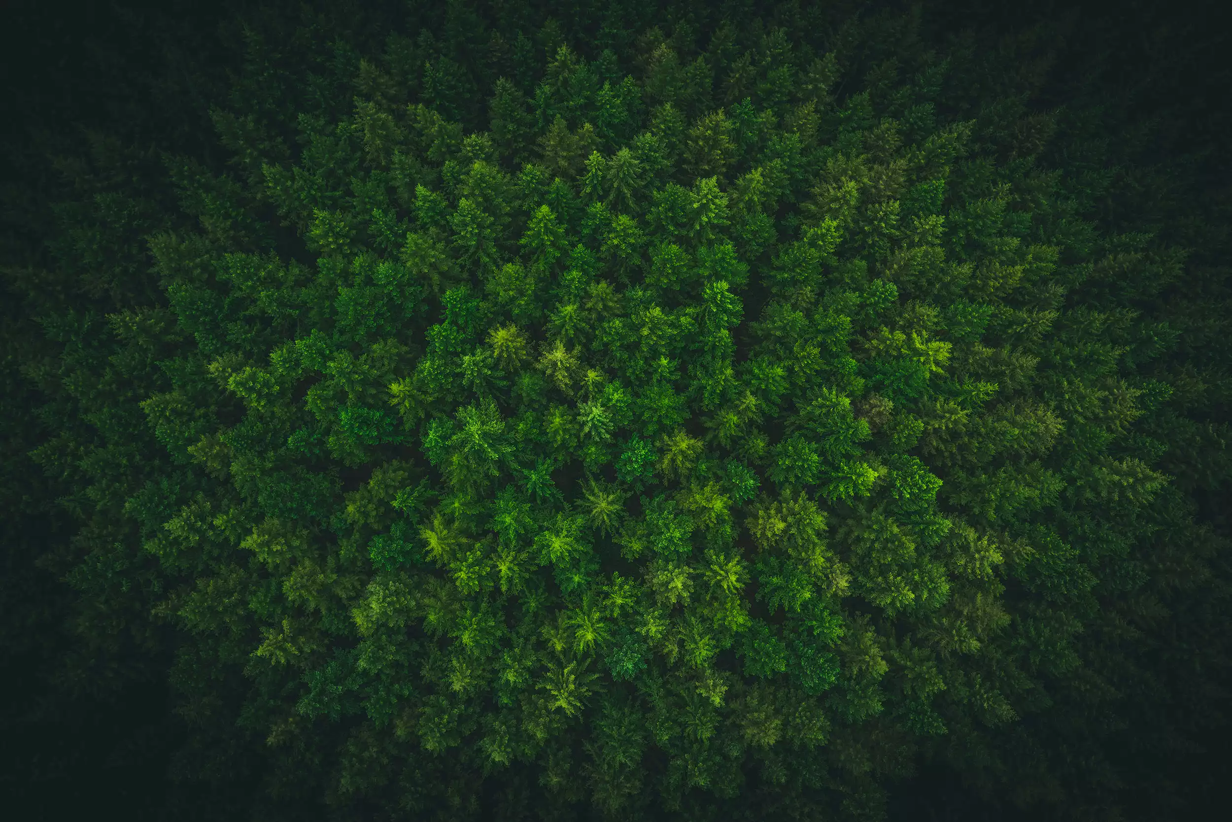 Dozglasienwald Luxemburg.webp