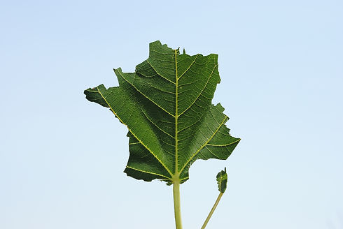 AdobeStock_24760366.jpeg
