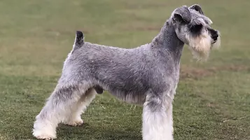 Miniature-schnauzer.webp