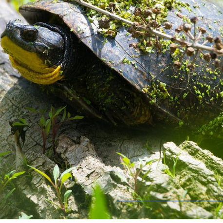 Guidance for municipalities on developing water conservation plans for the Oak Ridges Moraine, emphasizing sustainable water use, ecological integrity, and compliance with conservation policies.