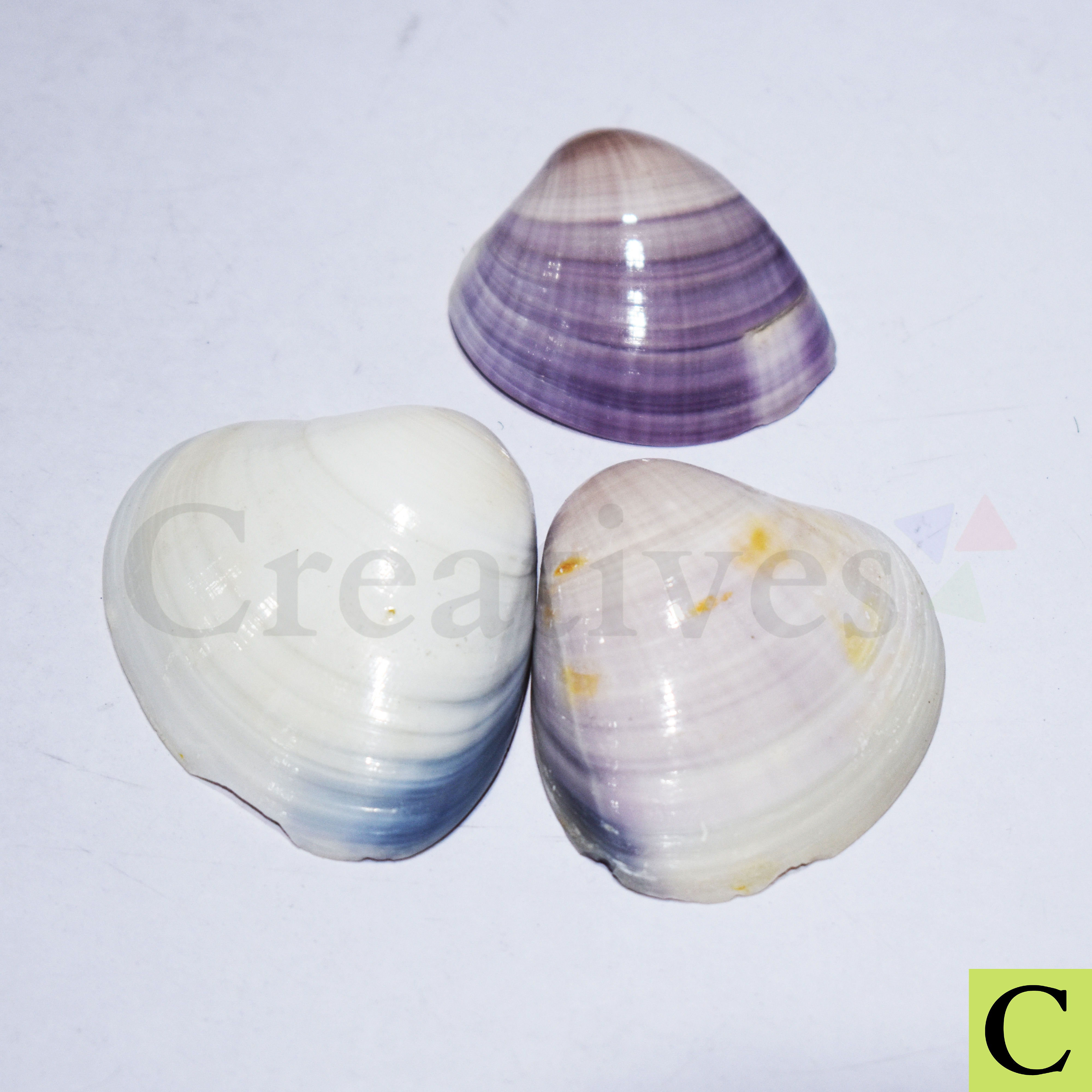 Sea Shells pack (02)