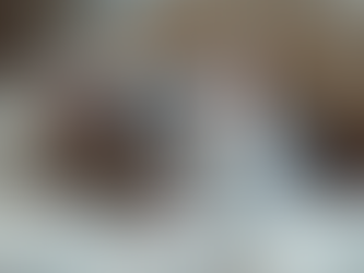 Caring for BSH Kittens in Kent: bsh kitten care tips
