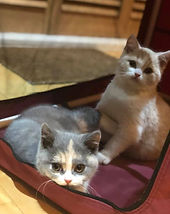 51048635_10216661462080577_1769765781400