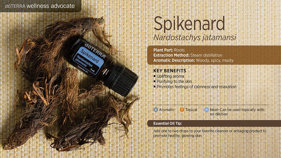 Thumbnail: Spikenard 穗甘松精油 5ml