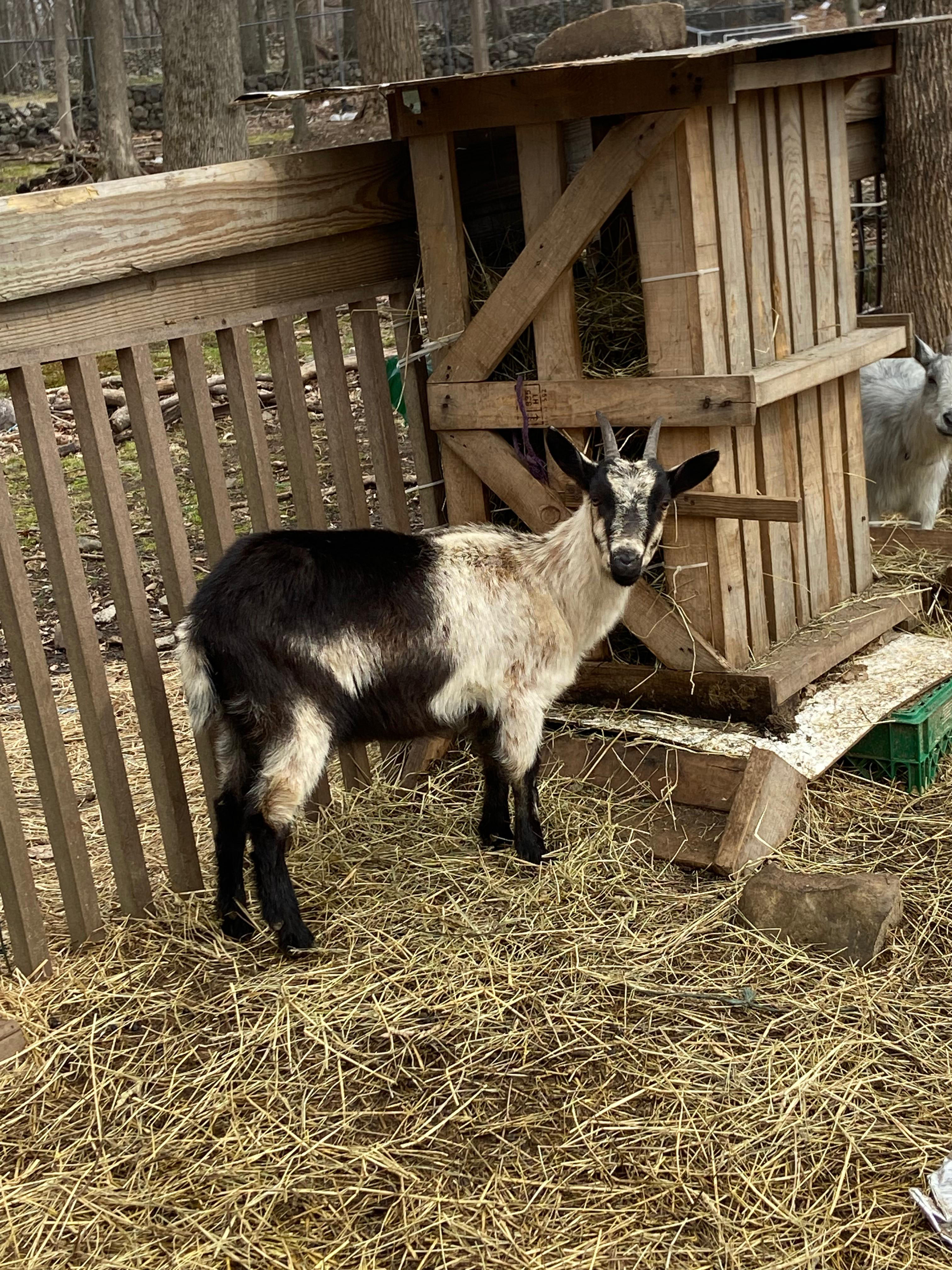 Doe Female Adult Goat