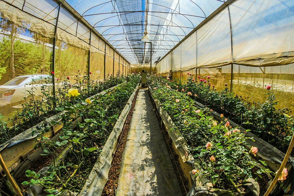 led grow lights for both indoor and greenhouse