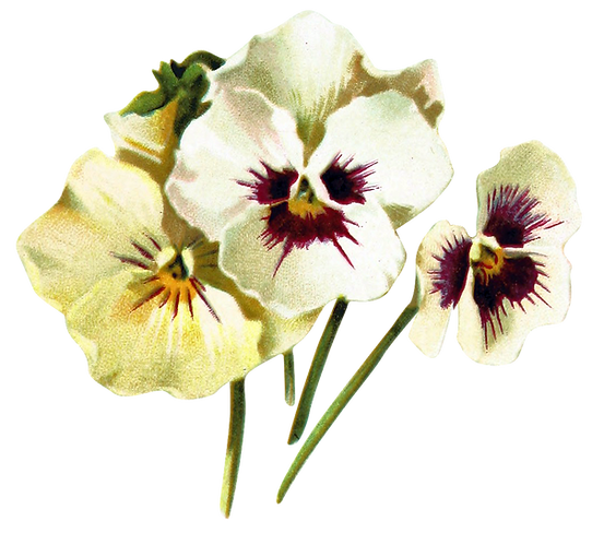 GFXDATABASE-Photocopied Flowers-5.png