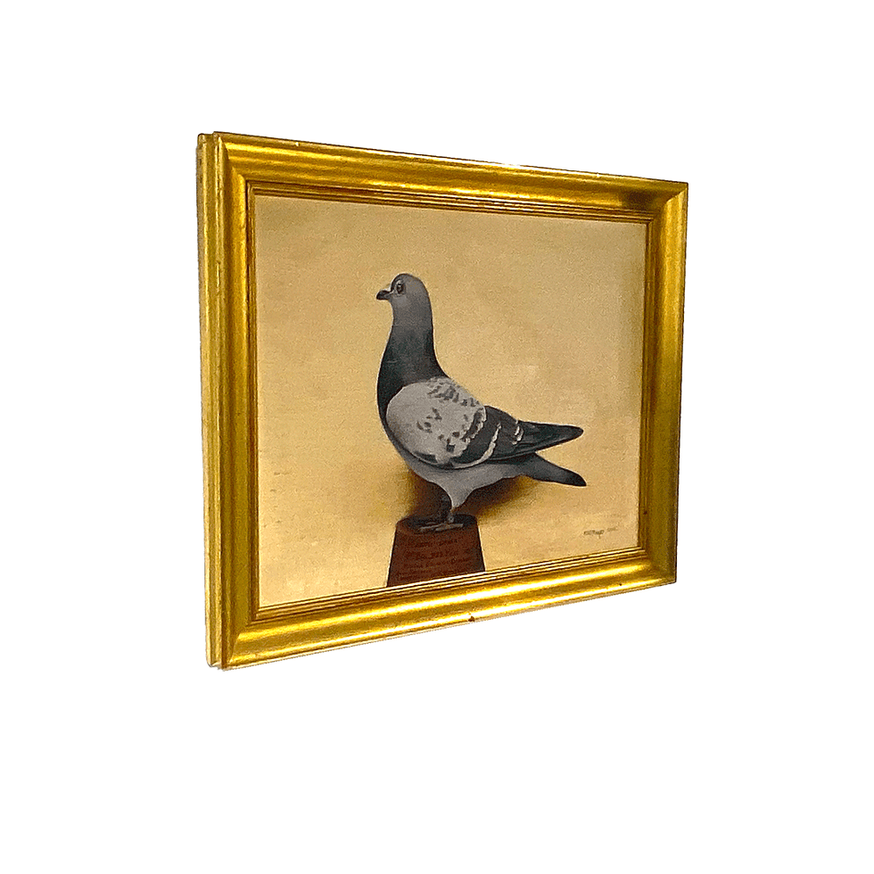 Thumbnail: Portrait of Racing Pidgeon, “Little Lena”by M.H. Paget