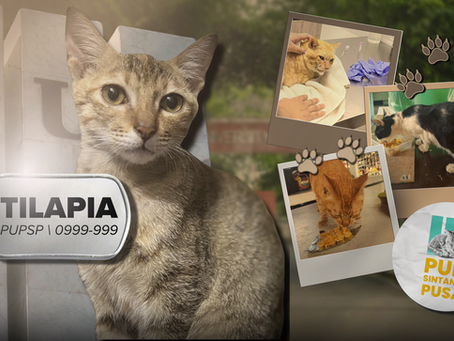 Isko’t IsCATS: Kwento ng mga Sintang Pusa sa PUP