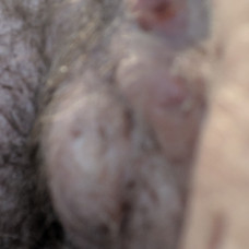 Labia