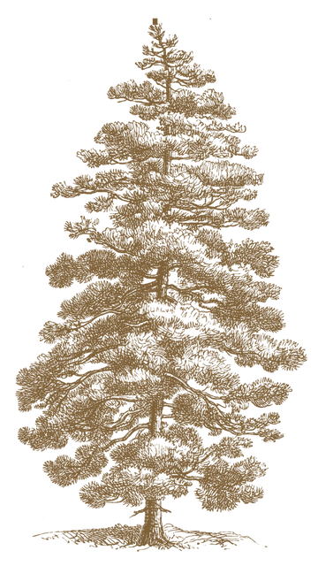 Wild Cascara tree_edited.png