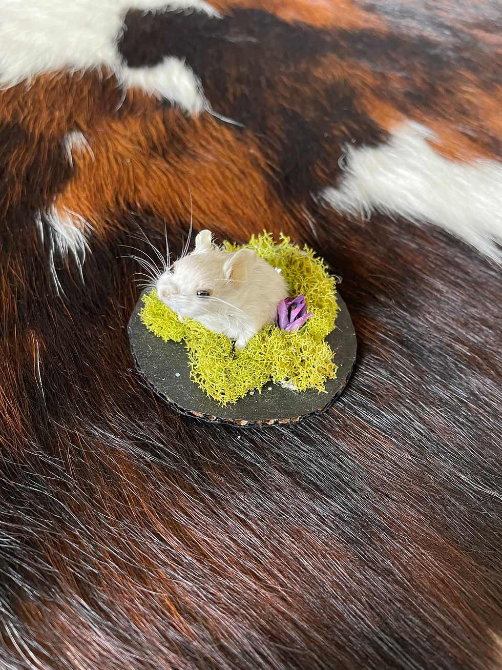 Mouse in moss